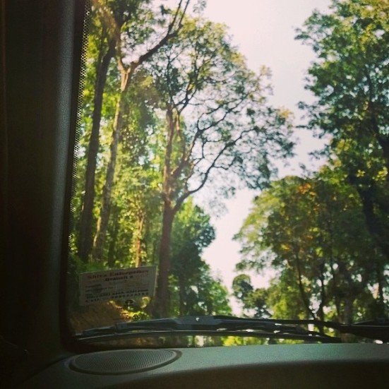 Trees_from_window_seat